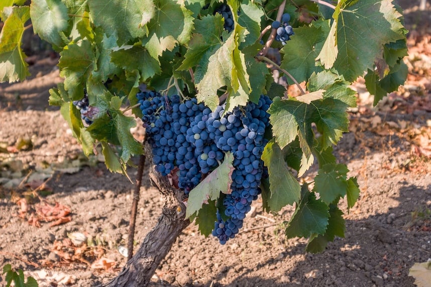 10 cose da sapere sul vitigno Nero d'Avola 10 cose da sapere sul vitigno Nero d'Avola